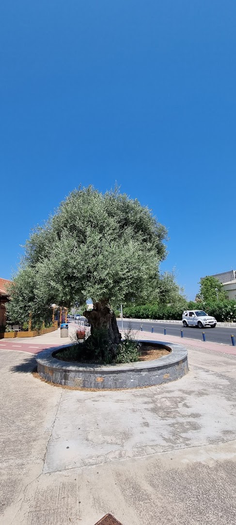 Route of the Old Olive Trees, Elounda