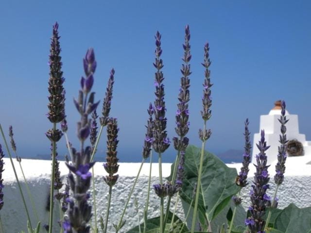 Altana Heritage Suites Santorini - VIPSUI - 21