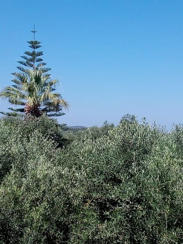 Captain Michalis Apartments - 4STFAP - 13