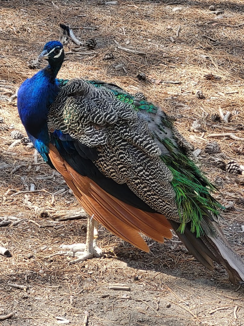 Plaka Forest, Kos, Greece