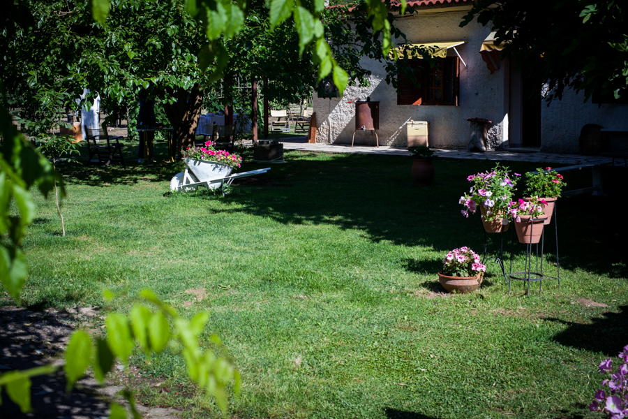 Klio's Olive Grove, Olympia, Greece