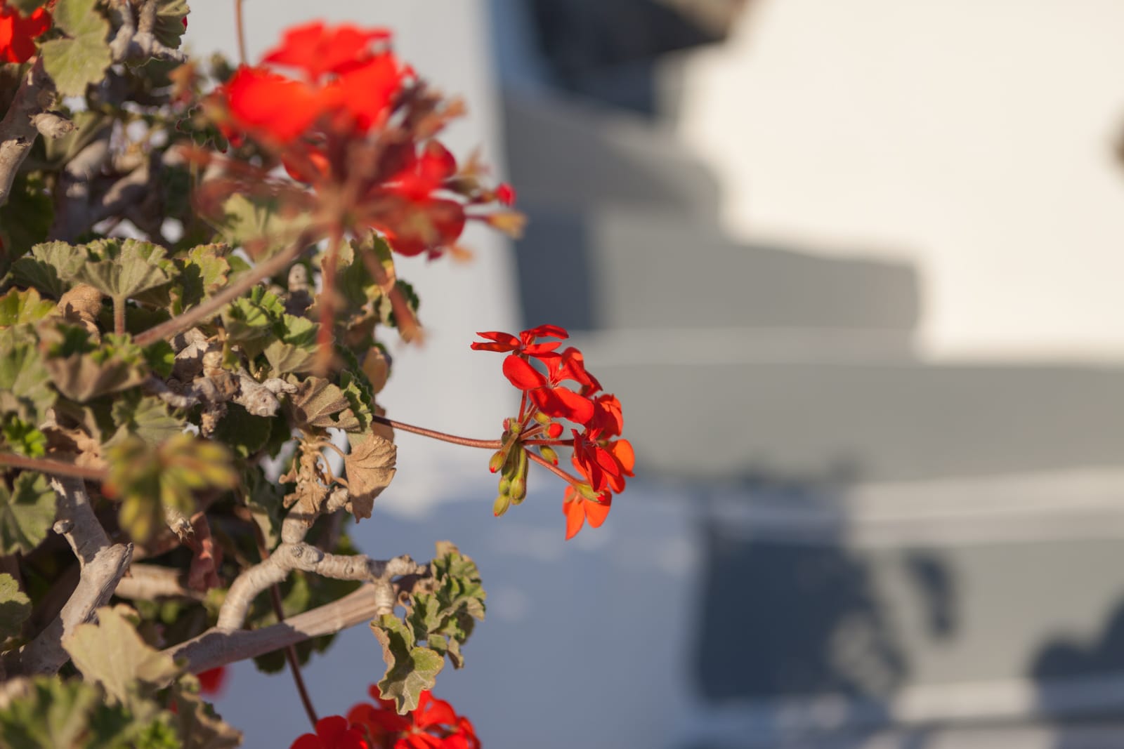 Esperas Oia Santorini