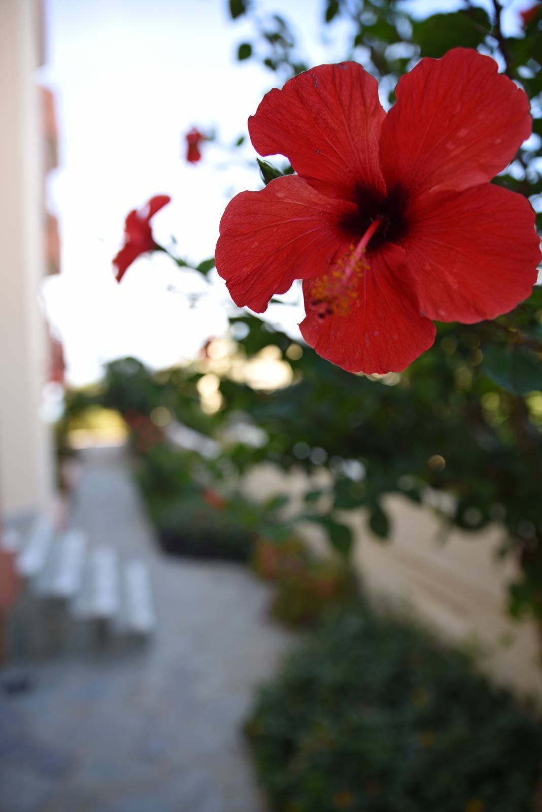 Iolkos Hotel Apartments Chania