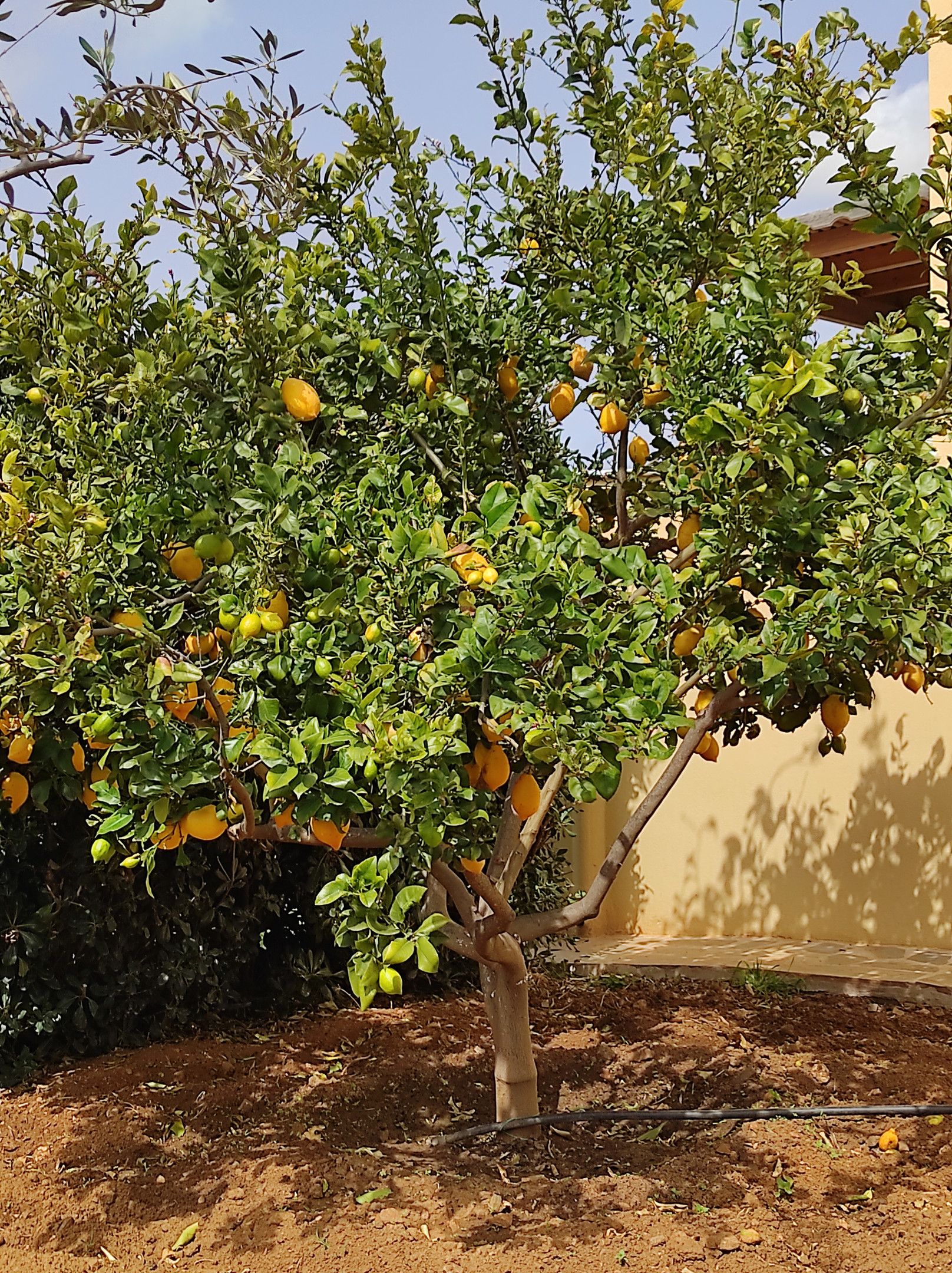 Naxos Cottage